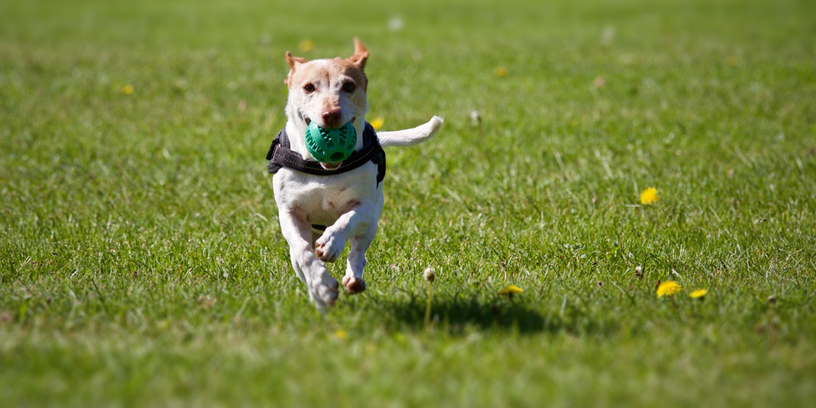free-online-dog-training